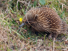 Echidné - Australie